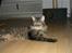 Maine Coon Loke