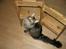 Maine Coon Loke
