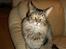 Maine Coon Loke