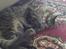 Maine Coon Loke