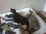 Huskat Basse