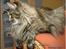 Maine Coon BraveHeart - BraveHeart´s mor
