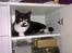 Huskat Toby