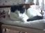 Huskat Mille *R.I.P* <3 - Mille ligger og sover igen .