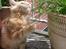 Maine Coon Lykken's Lystig - Lykkens Lystig 5 uger gammel