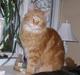 Maine Coon Savehearts Felix