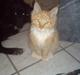 Maine Coon vingsted`s G-star