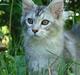 Maine Coon DK Dalibro´s Cocoa Beach