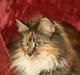 Maine Coon Tournesol´s Lucia † DØD †