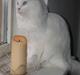 Maine Coon miss mia coons Zalsa