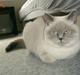 British Shorthair Wiki's Ida