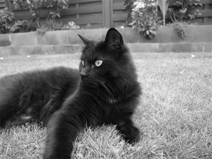 Blanding af racer Line mis/ lulle - lulle.  billede 6