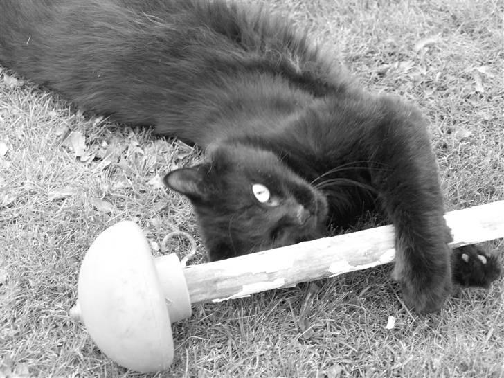 Blanding af racer Line mis/ lulle - så krammer vi flagstangen billede 7