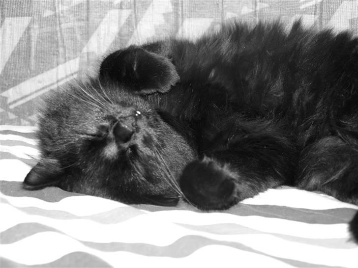 Blanding af racer Line mis/ lulle - "Nus mig :D" Hun elsker at ligge i min seng og rulle rundt billede 8