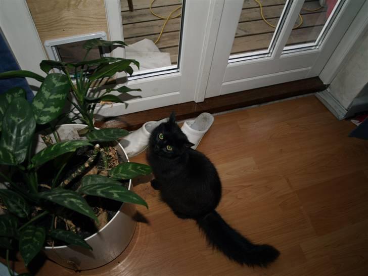 Blanding af racer Line mis/ lulle - "Jeg vil gerne ud :P " Er hun ikke sød ? billede 9