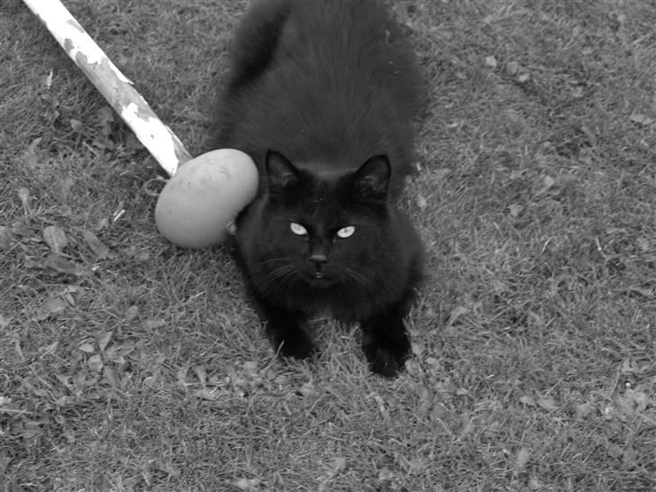 Blanding af racer Line mis/ lulle - kuk kuk. billede 10