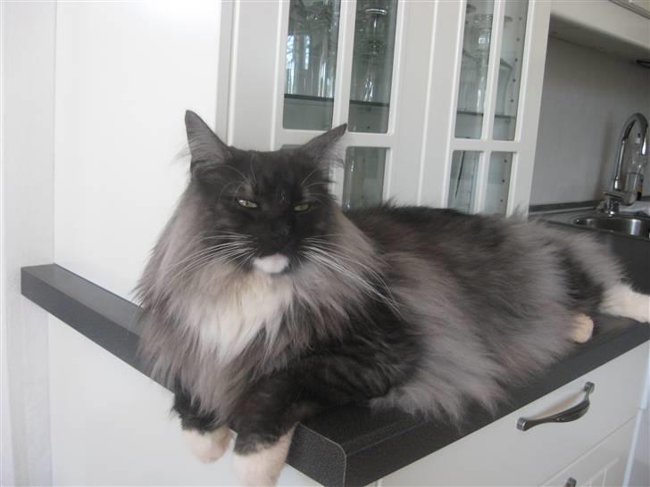 Norsk Skovkat gizmo - Jeg bestemmer selv, hvor jeg vil ligge ;-)  billede 1