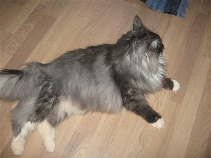 Norsk Skovkat gizmo billede 2