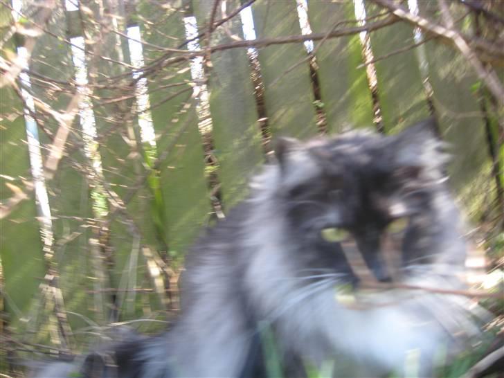 Norsk Skovkat gizmo billede 6