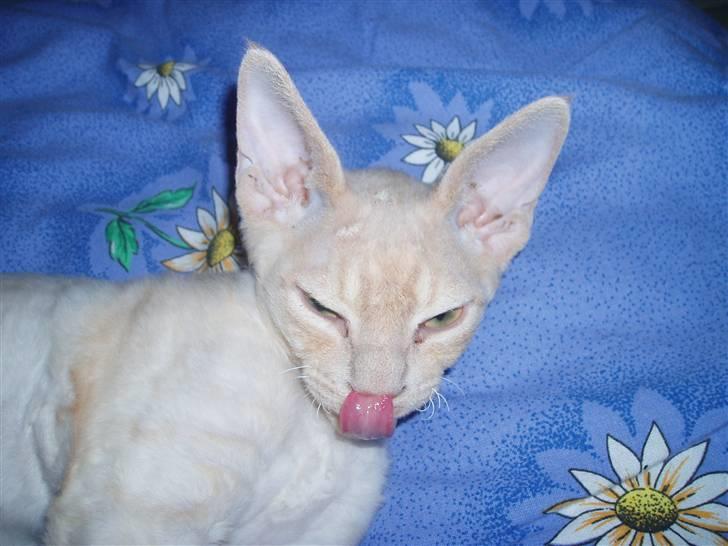 Devon Rex DK Crispus Luke SkyWalker billede 10