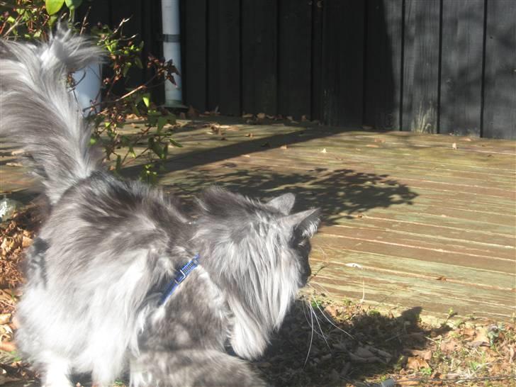 Norsk Skovkat gizmo billede 9