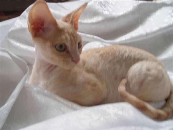 Devon Rex DK Crispus Luke SkyWalker billede 11