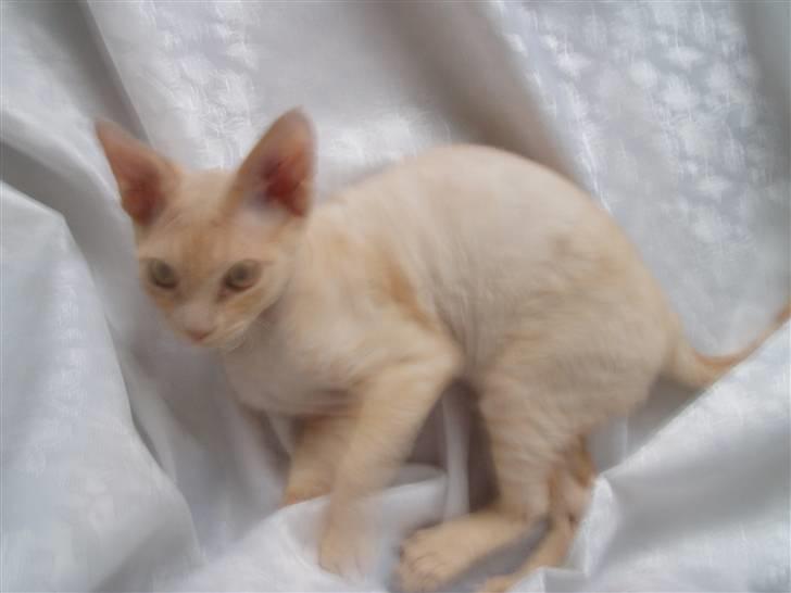 Devon Rex DK Crispus Luke SkyWalker billede 12