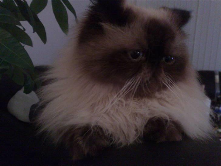 Colorpoint Ace Damion billede 1