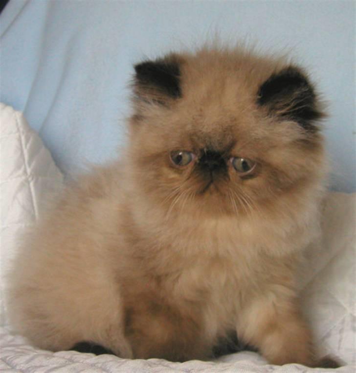 Colorpoint Ace Damion billede 2