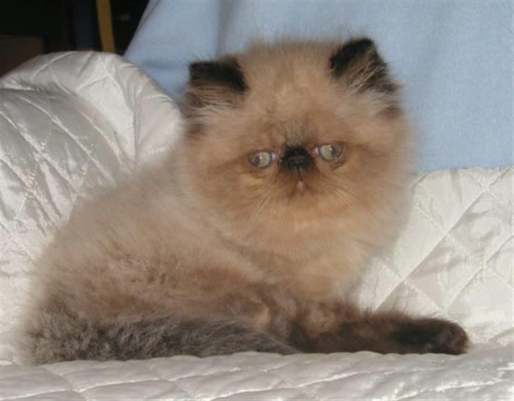 Colorpoint Ace Damion billede 3