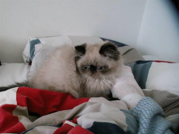 Colorpoint Ace Damion billede 4