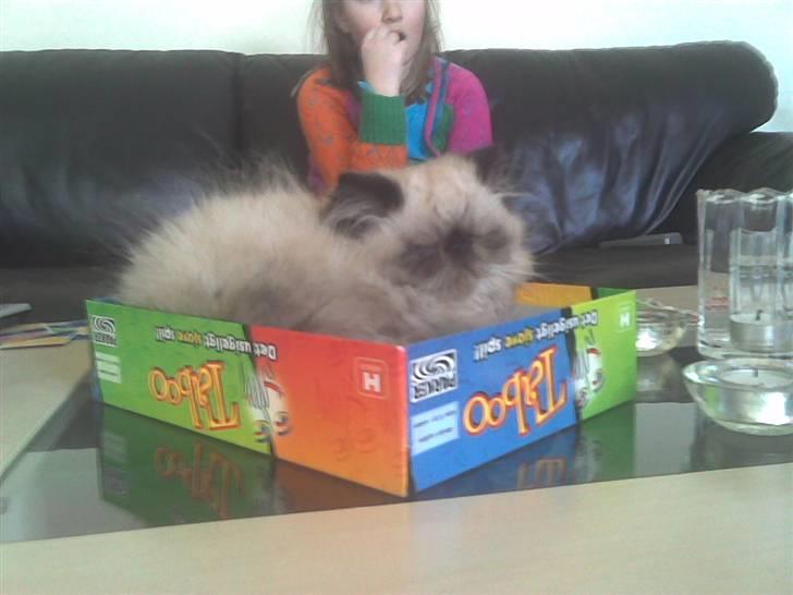 Colorpoint Ace Damion billede 5