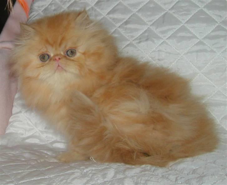 Perser AA    (Dior) billede 1