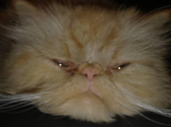 Perser AA    (Dior) billede 2