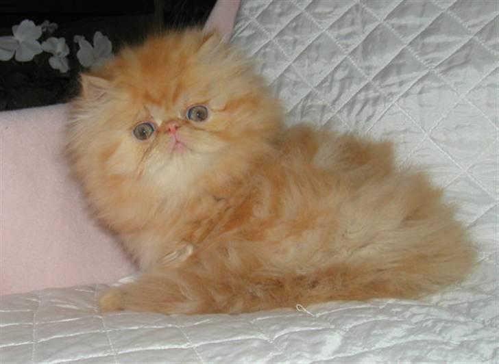 Perser AA    (Dior) billede 3