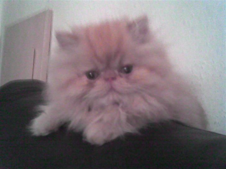 Perser AA    (Dior) billede 4