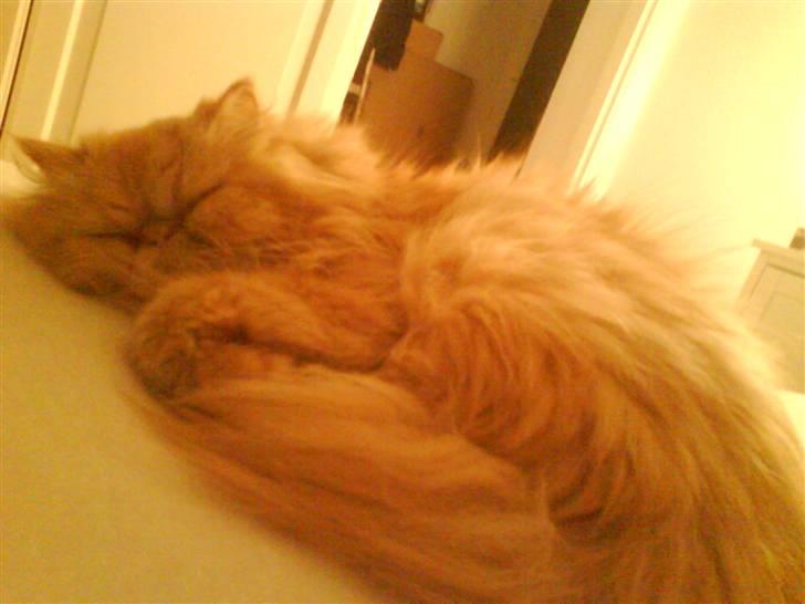 Perser AA    (Dior) billede 5