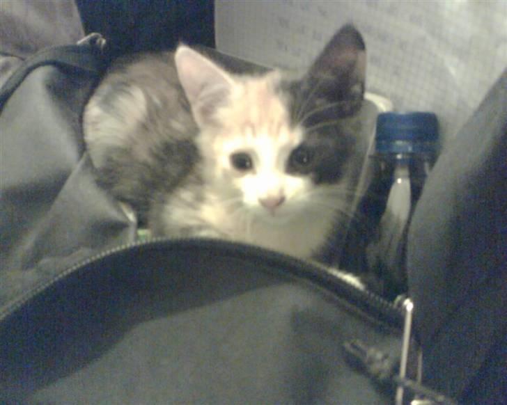 Huskat Cleo billede 1