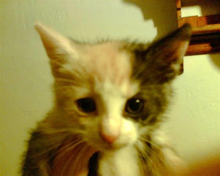 Huskat Cleo billede 2