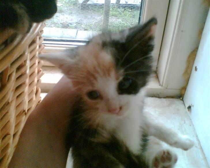 Huskat Cleo billede 3