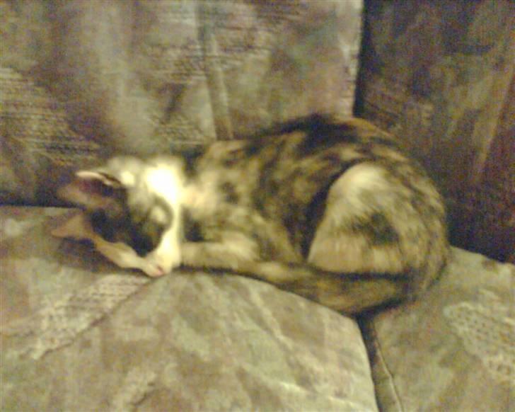 Huskat Cleo billede 4