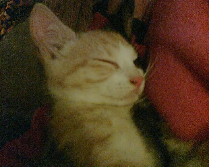 Huskat Cleo billede 5