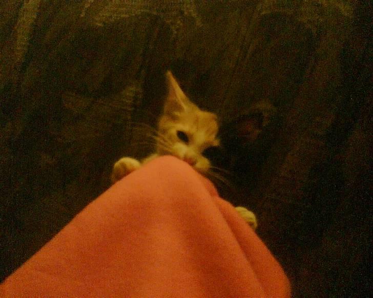 Huskat Cleo billede 6