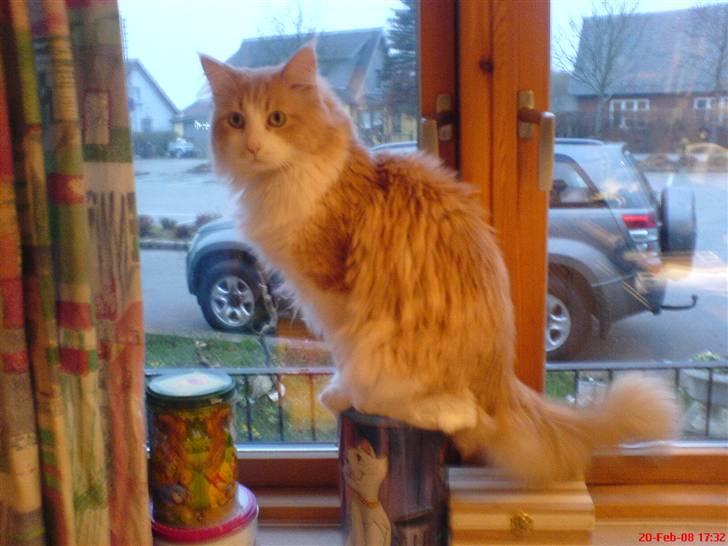 Maine Coon Garfield - Fiiiin udsigt billede 1