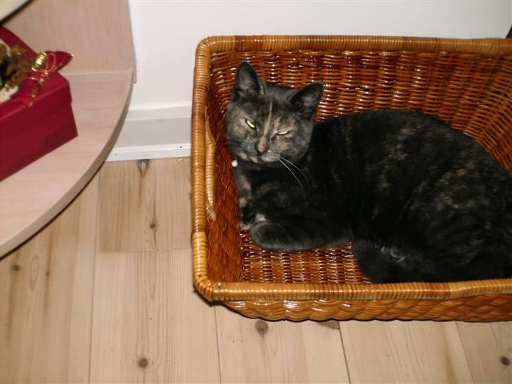 Huskat Piv >>--(¯`v´¯)->  billede 9