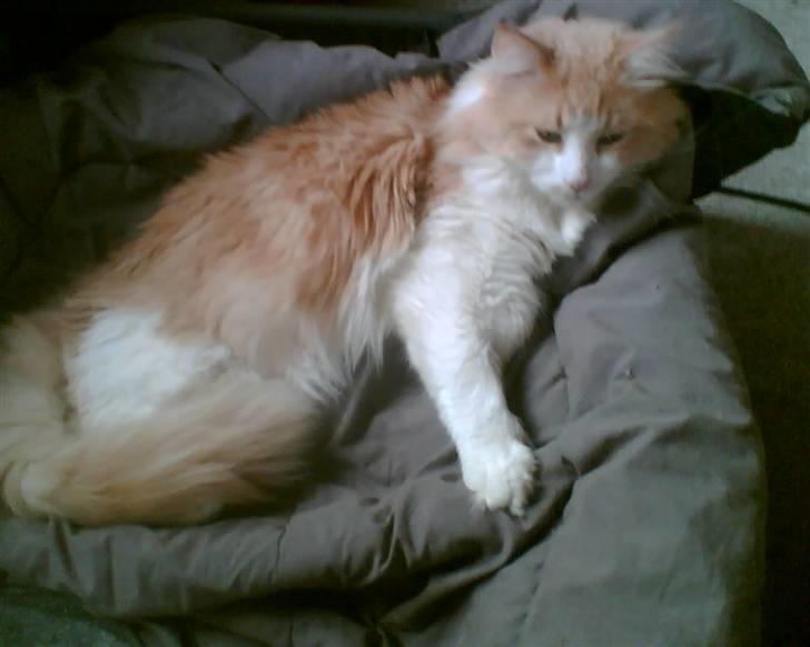 Maine Coon Garfield - Næh, JEG ligger her nu hund billede 2