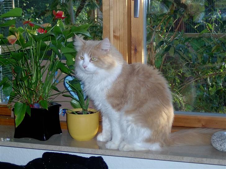 Maine Coon Garfield - Kom lige og luk mig ud billede 3