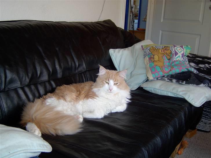 Maine Coon Garfield - Her er hygge billede 4