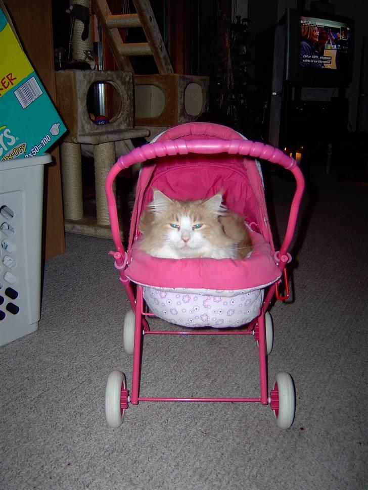 Maine Coon Garfield - Er gået undercover som BabyBorn billede 5