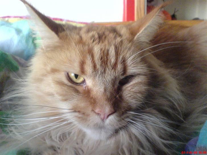 Maine Coon Ivalde - Hej, her er jeg billede 1